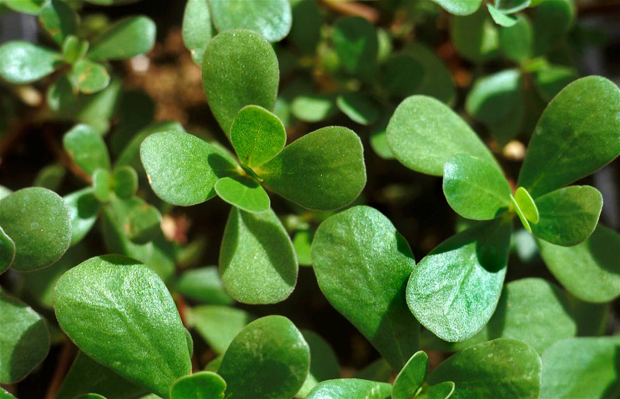 Purslane - edible weed