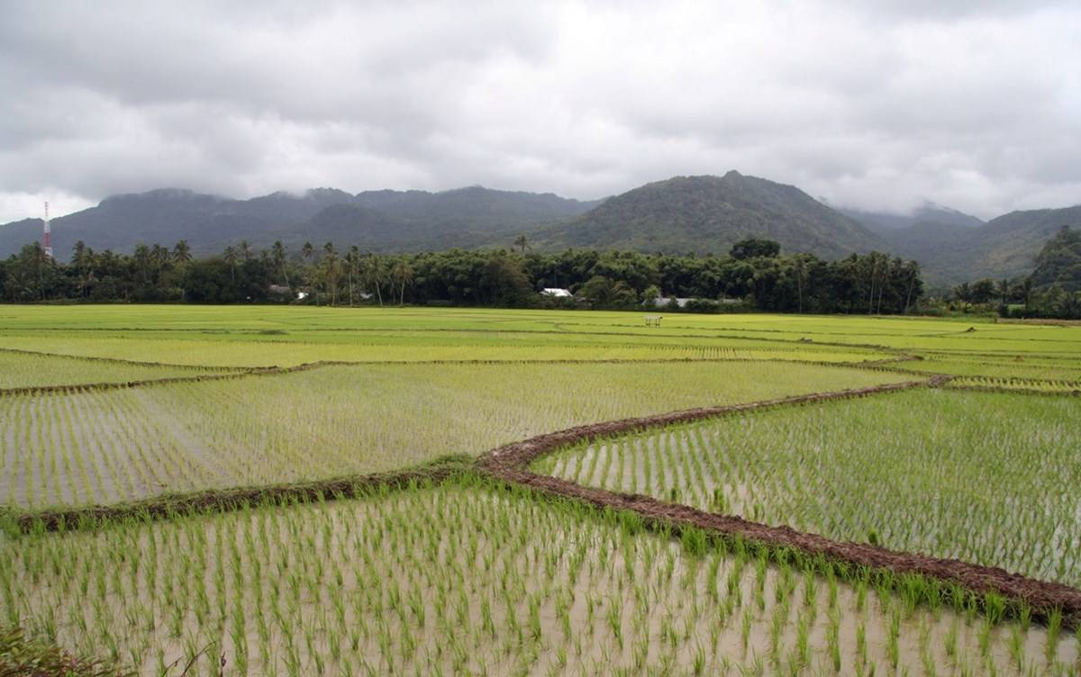 Rice Cultivation in Lowland Areas