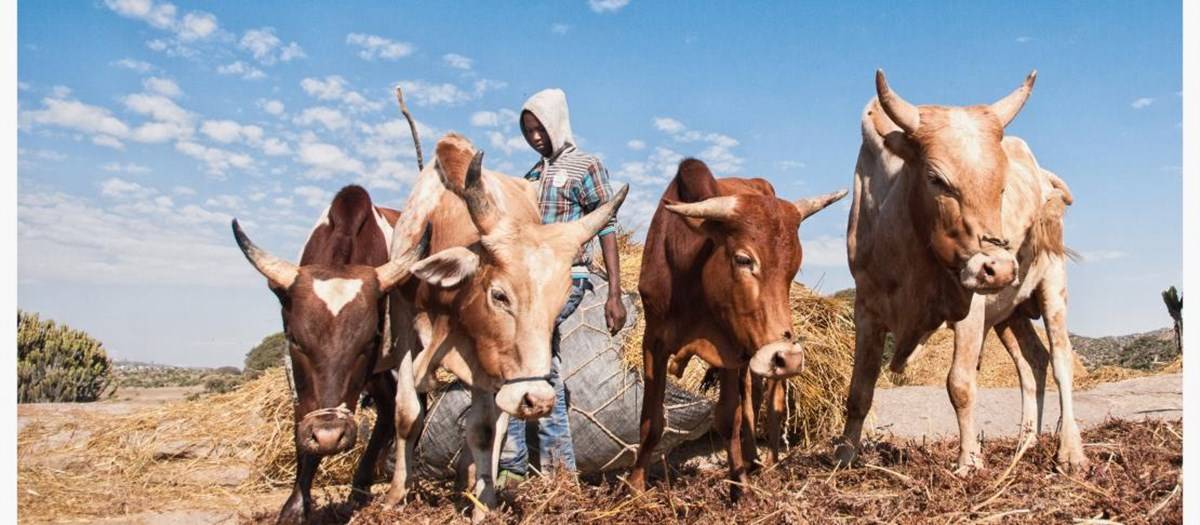 Livestock Farmers can now raise money buy selling Cow dung!