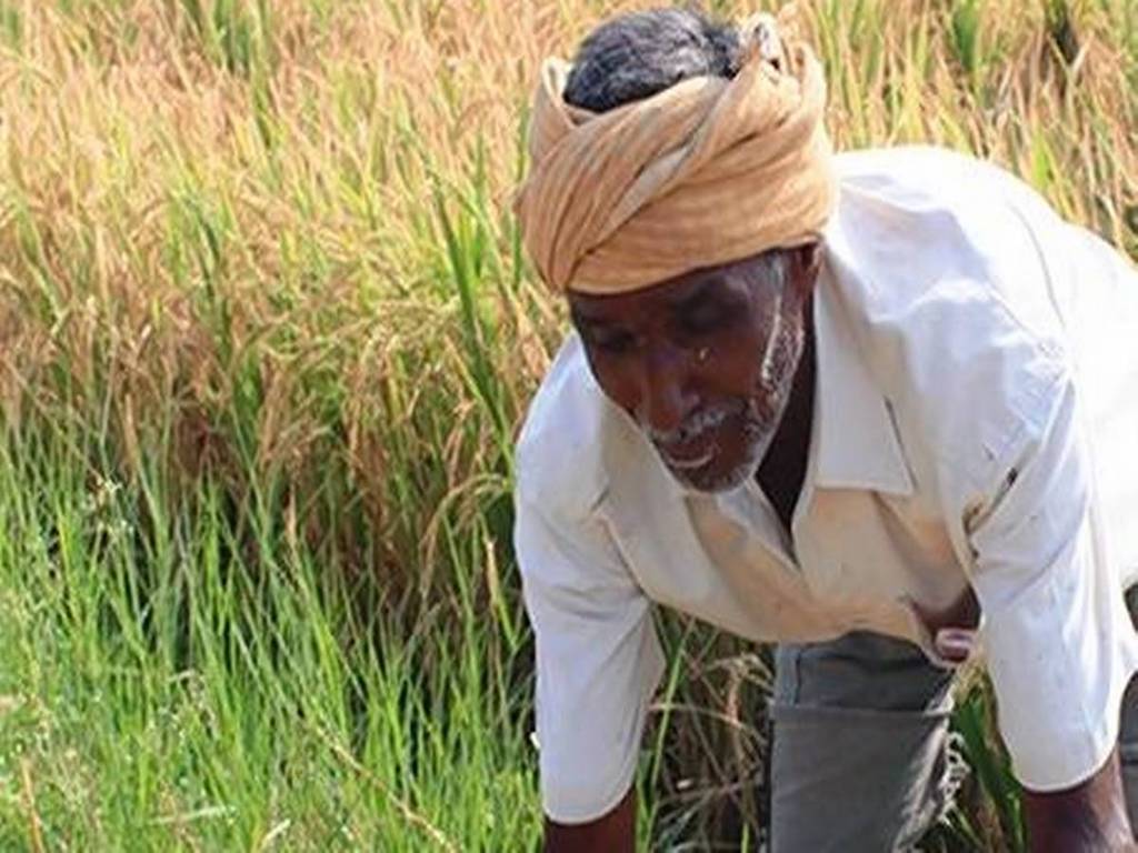 Farmer in Telangana