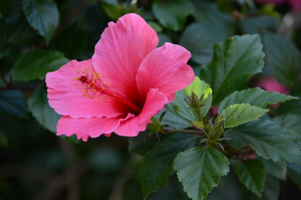 Hibiscus to make your garden prettier