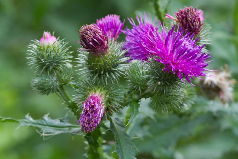 A Unique Herb- Milk thistle