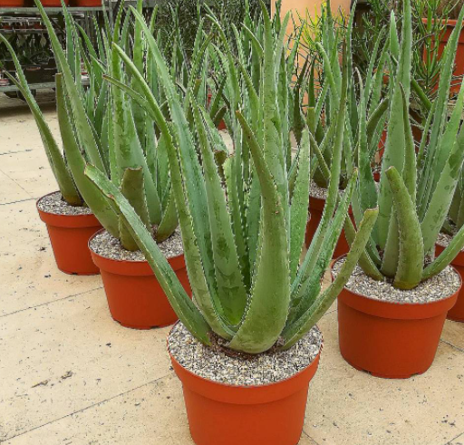 Aloe Vera Plant