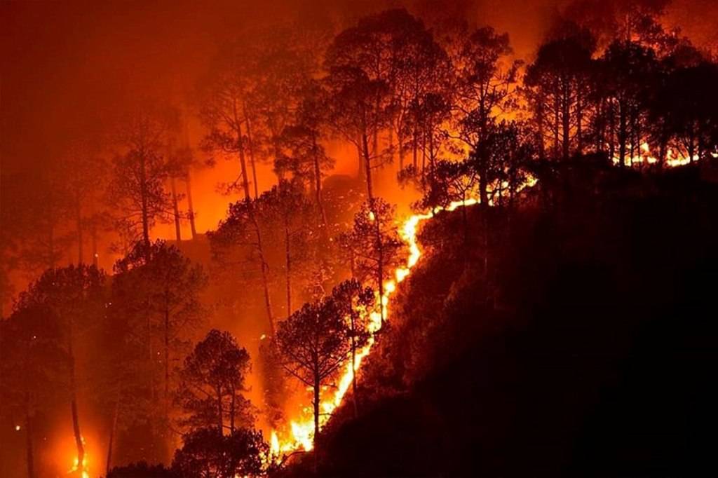 Forest Fire