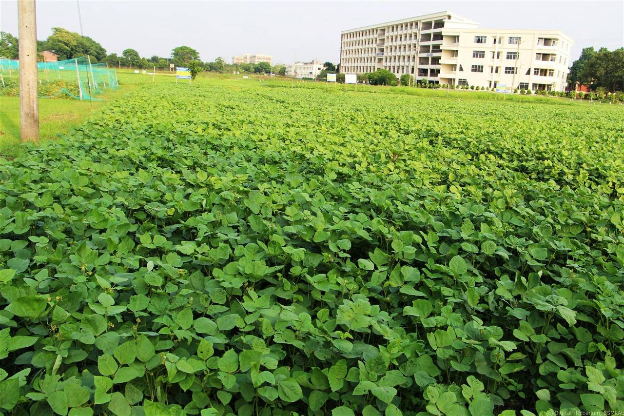 Black gram cultivation