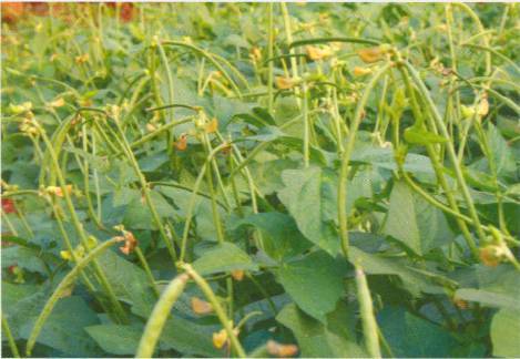 Cowpea Cultivation