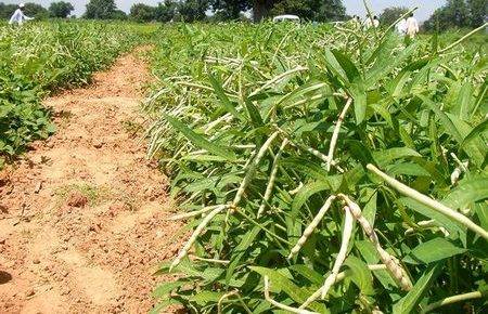 Cowpea Field