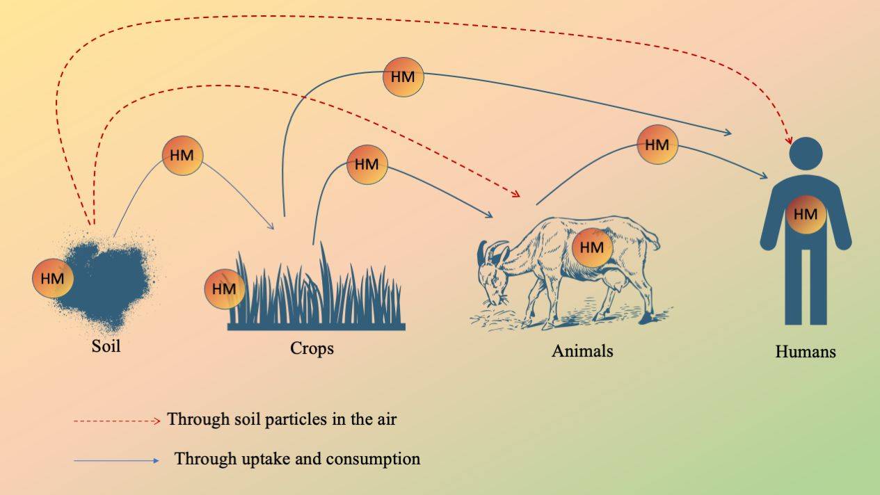 Transfer of heavy metals through food chain