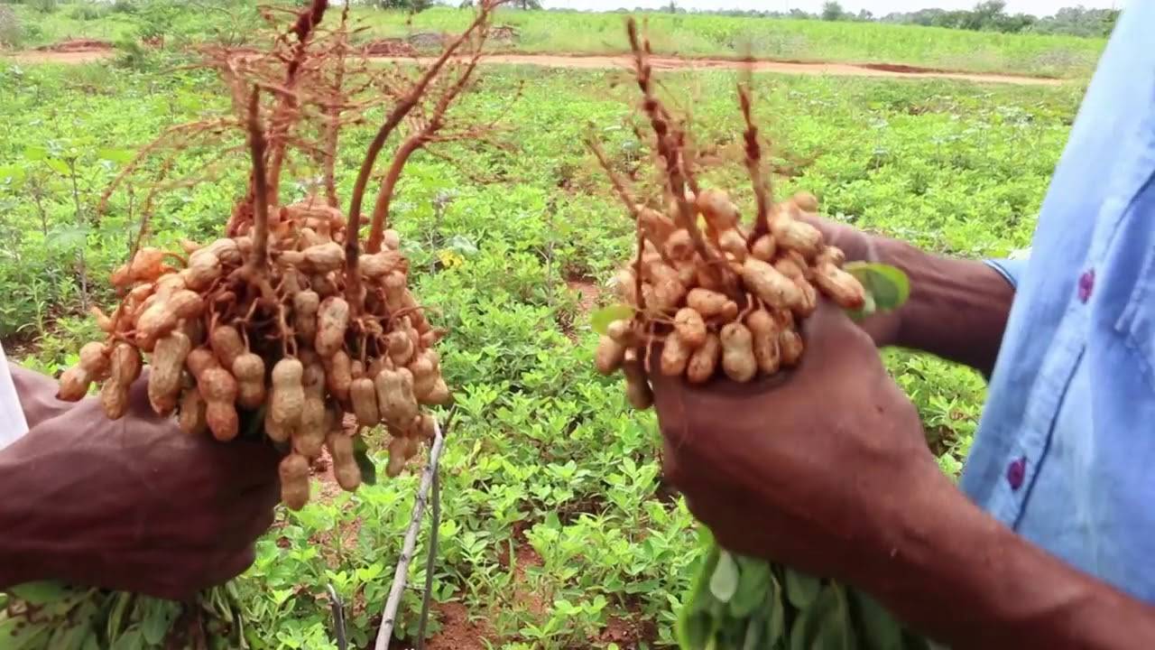 Peanut harvest