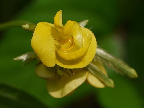 Moth Flower