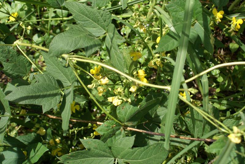 Moth Bean Plant