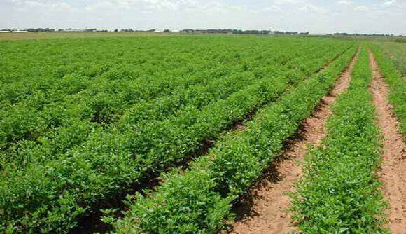 Sesame Cultivation