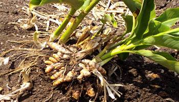 Turmeric rhizomes