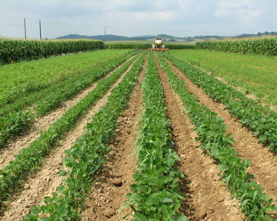 Agriculture Crops