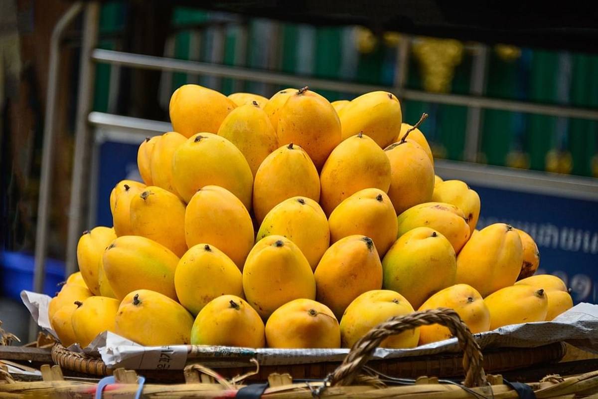 Fazil Mango