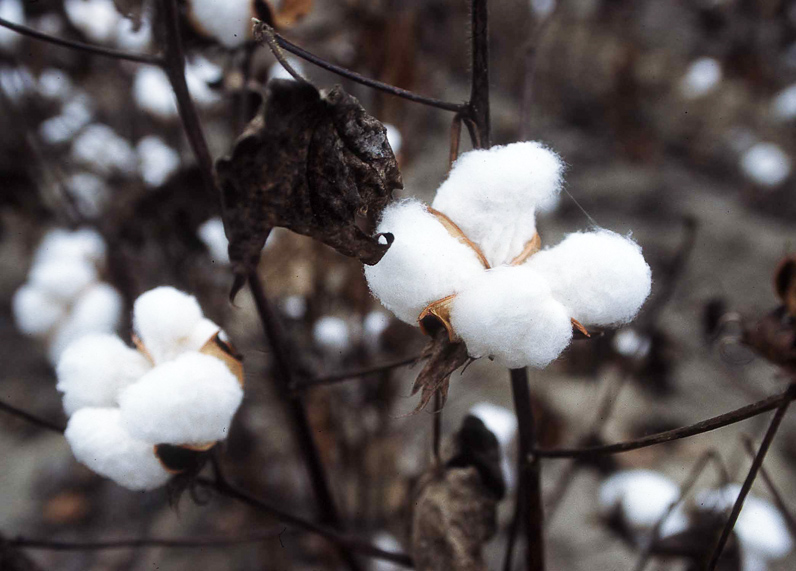 Cotton