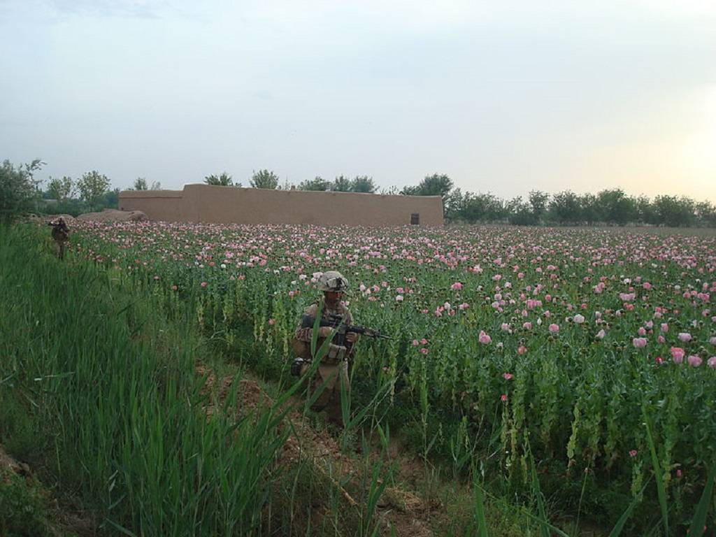 Poppy Fields