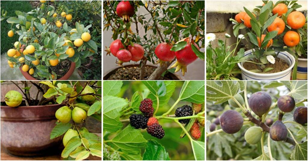 Melhores árvores frutíferas para crescer em punjab