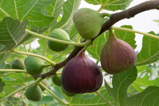 Fig Tree