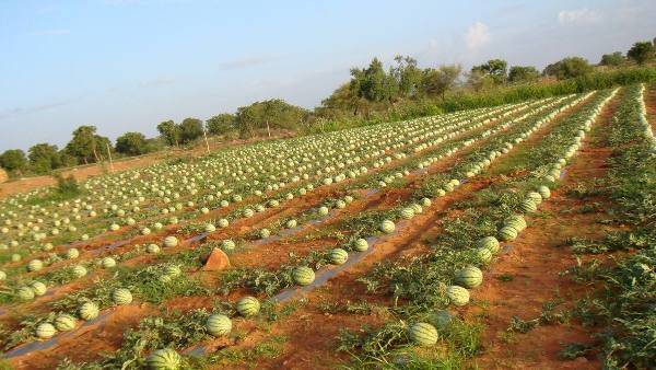 Watermelon Field