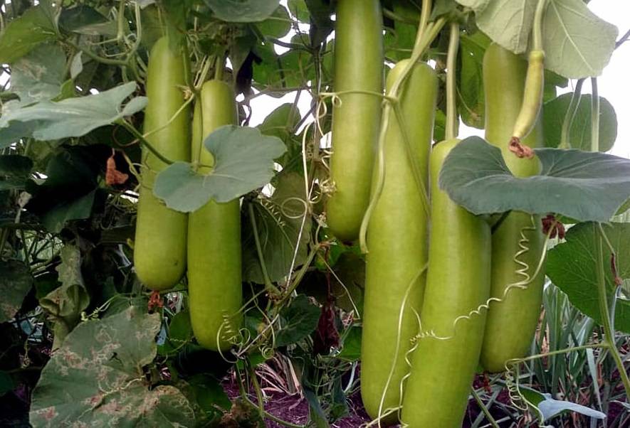 Bottle Gourd Cultivation Guide Bottle Gourd Cultivation In India Complete Bottle Gourd 5407