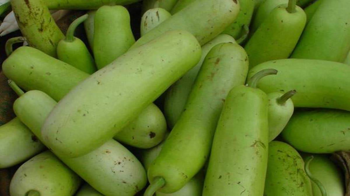 Bottle gourd can give a yield of up to 100-120 quintal per hectare.