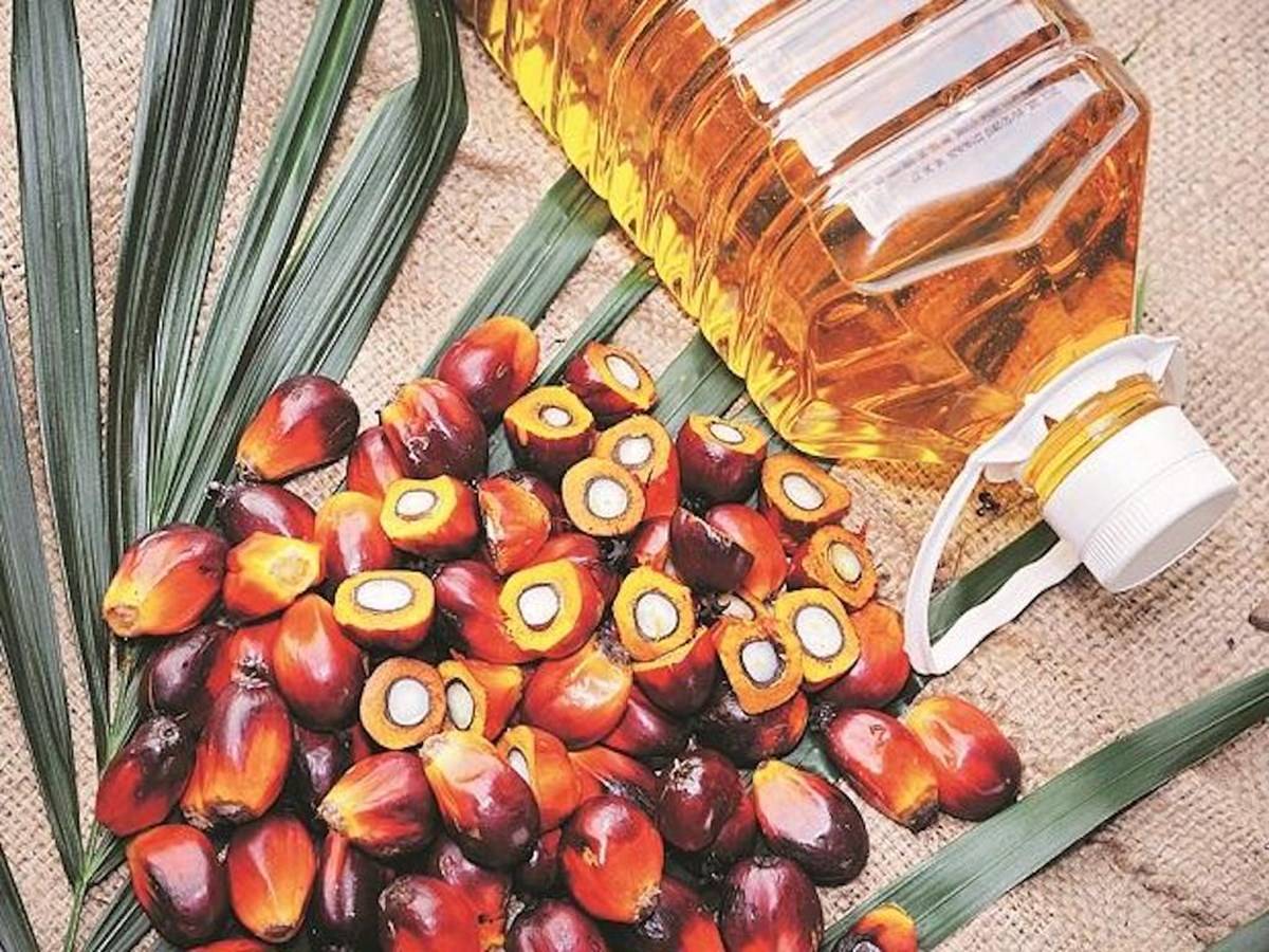 Oil Palm Cultivation