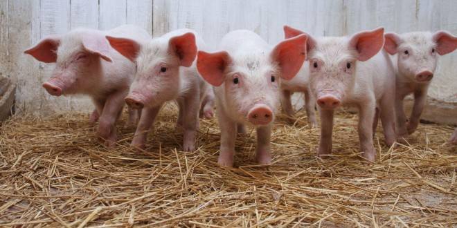 Pig Farming Training