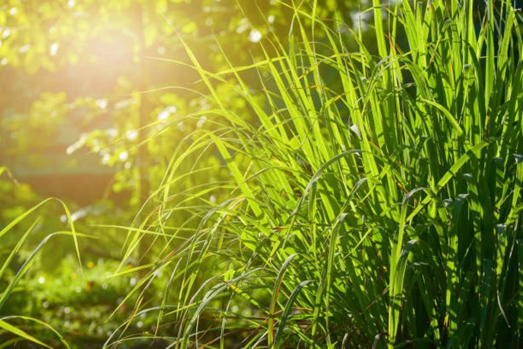 Lemongrass Cultivation