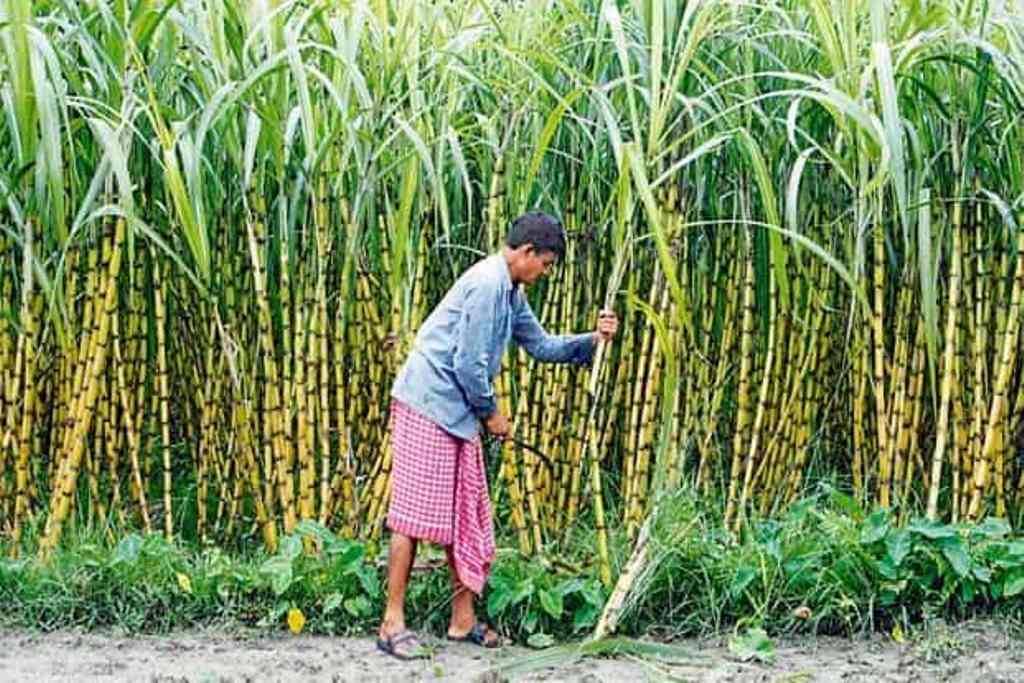 Top 7 Profitable Crops of Karnataka