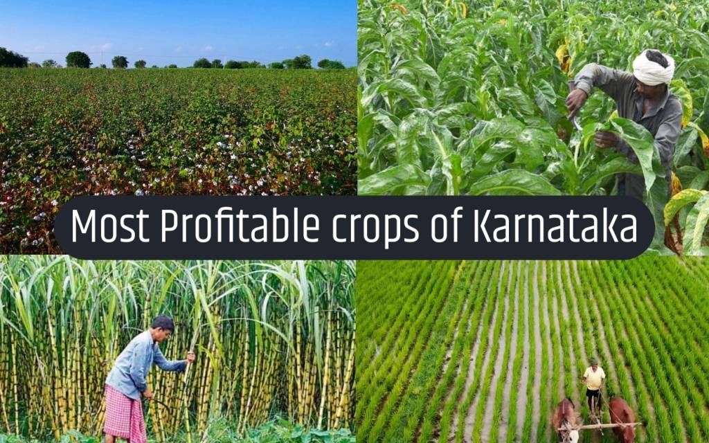 agriculture in karnataka essay