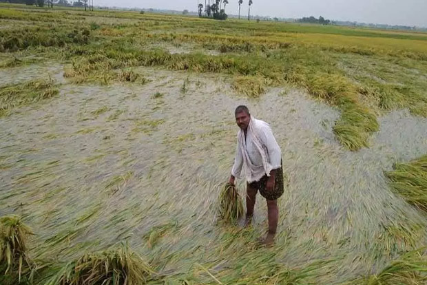 Crop failures widely affect farmers in Rajasthan.