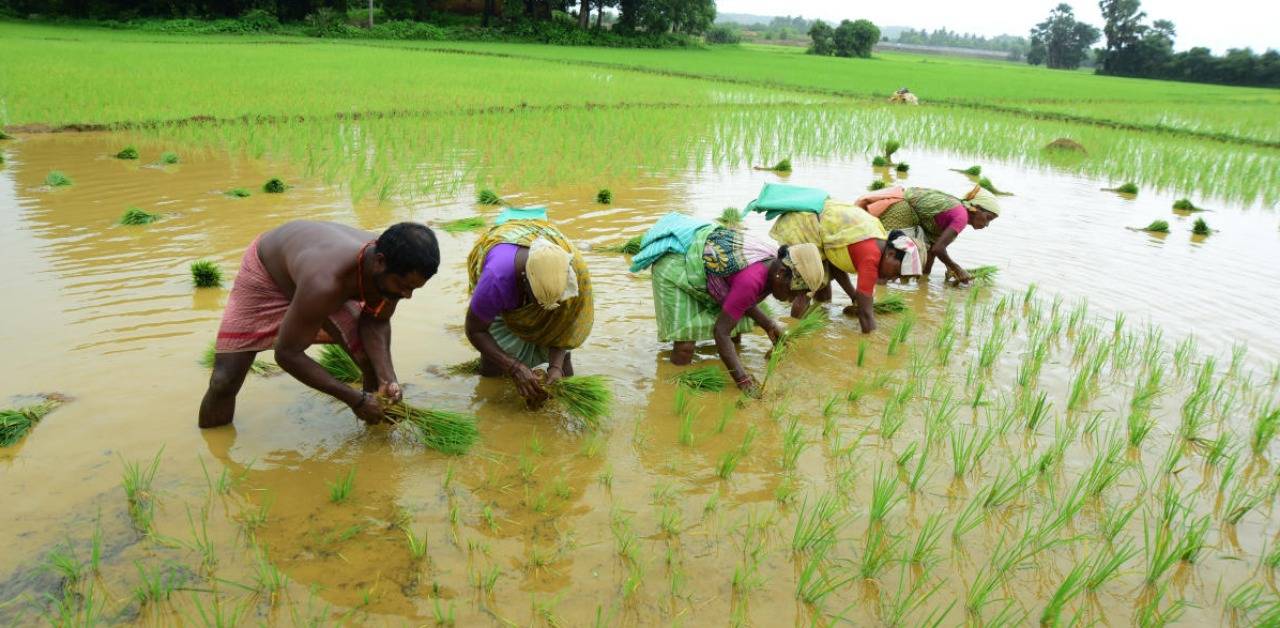 Sowing in Karnataka has increased at unprecedented rates.