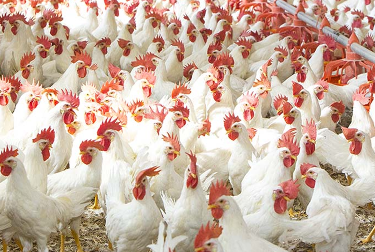 Poultry Farming: Difference Between Layer and Broiler Chicken