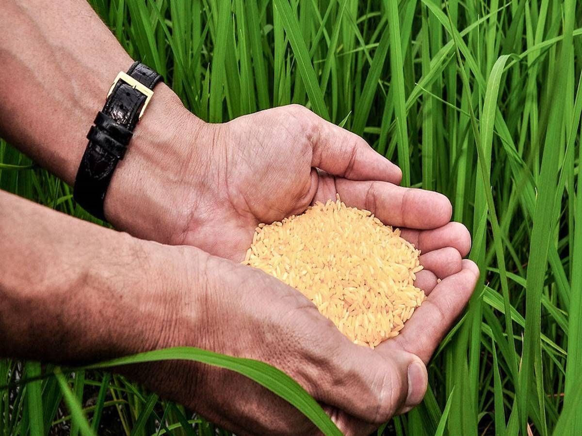 Philippines, First Country to Approve Commercialization of Golden Rice