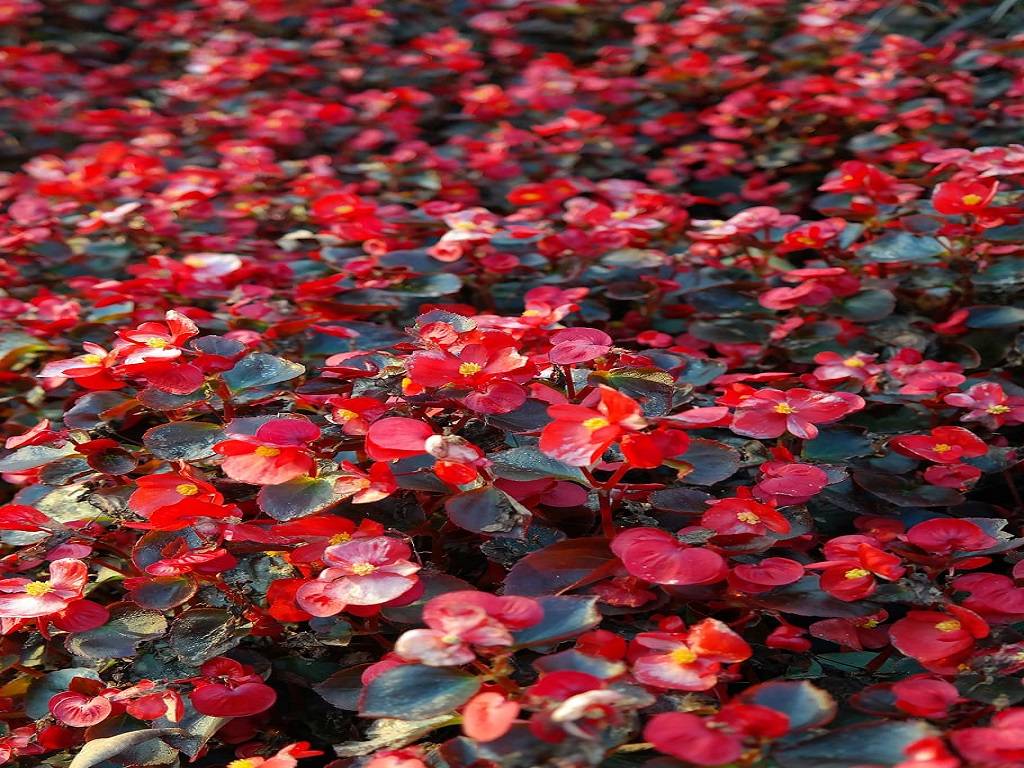 BERGONIAS FLOWER