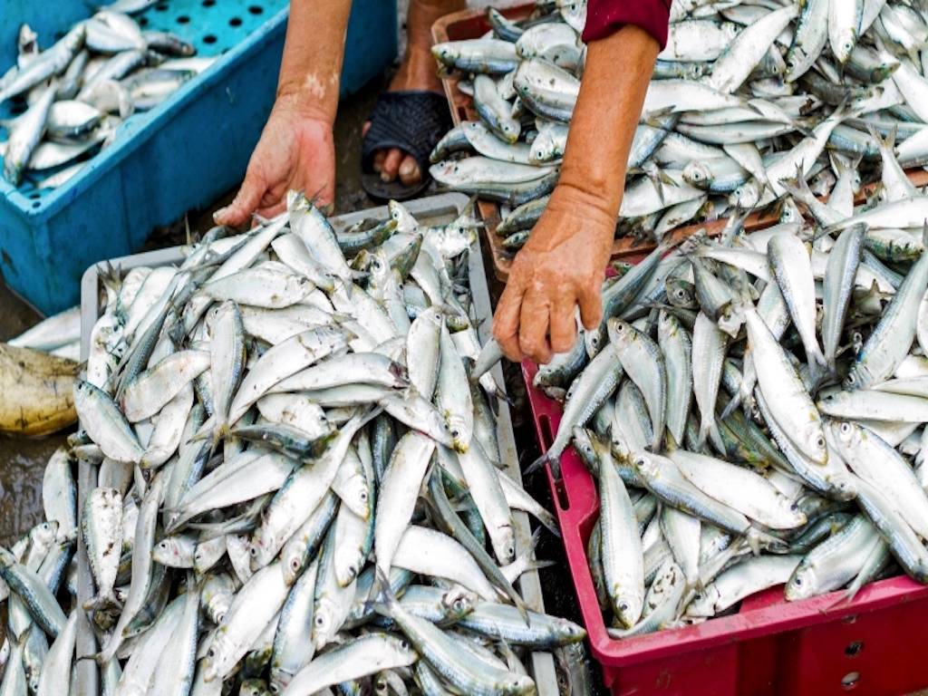 Fish Market