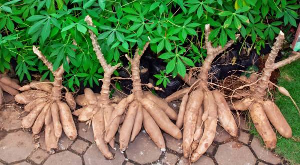 Cassava