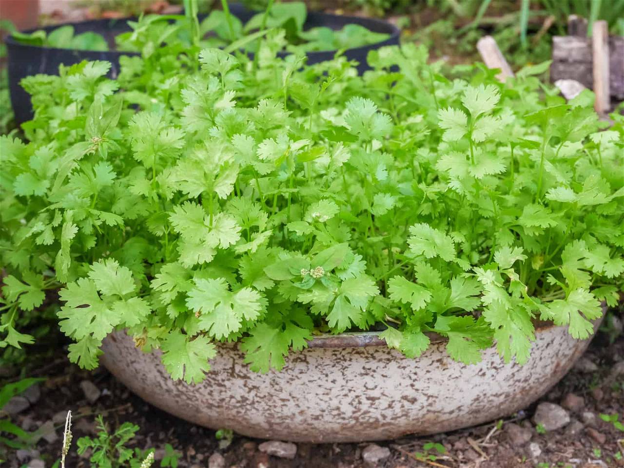 Coriander Gardening