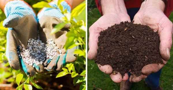 Organic Fertilizer