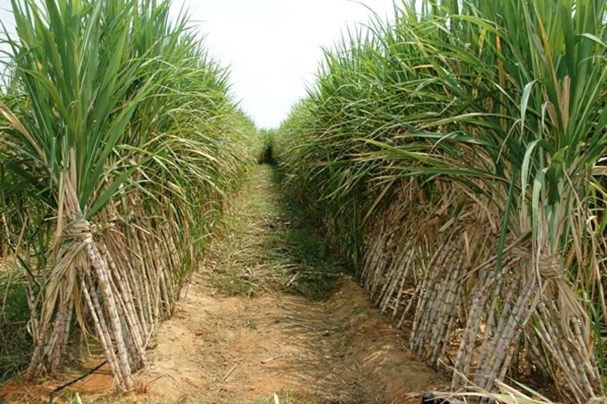 Sugarcan farming