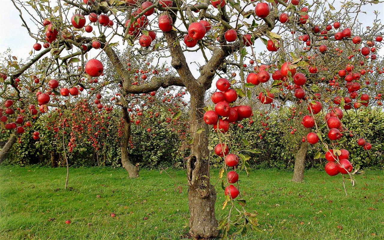 Apple Orchard