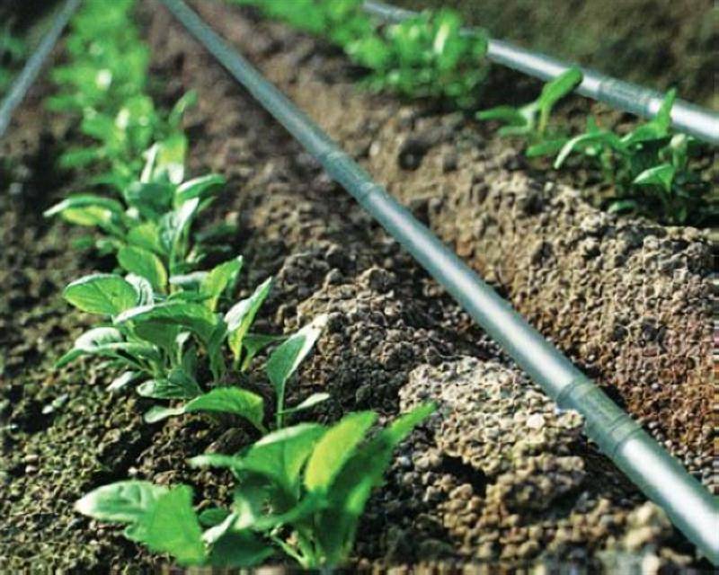 Drip irrigation