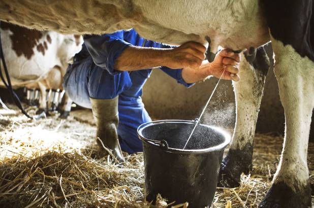 Dairy farming