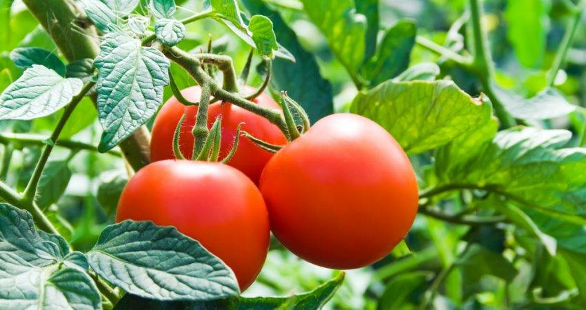 Tomato Cultivation