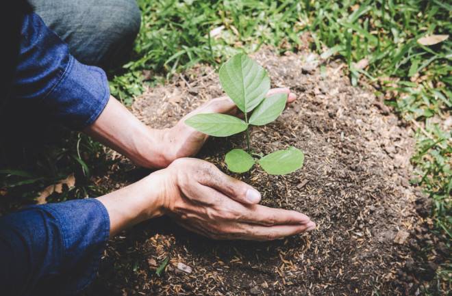 Cultivation of Medicinal Plants