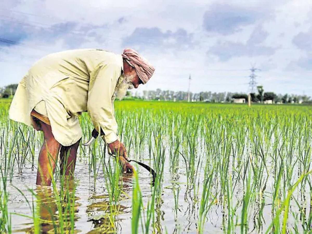 Paddy Cultivation