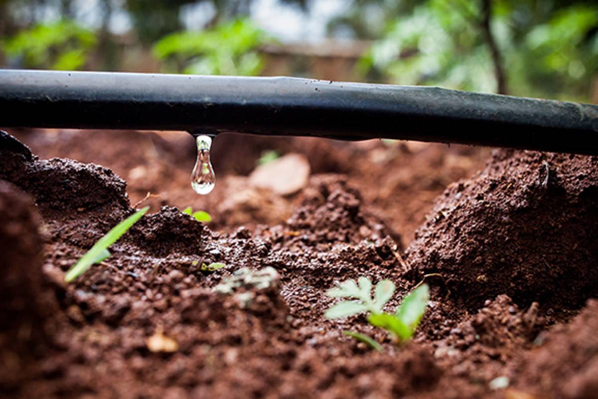 Drip irrigation can save water and lead to higher yields