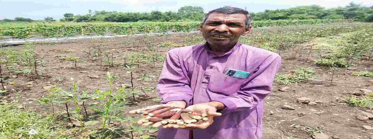 Misrilal Rajput showing the red okra he has cultivated