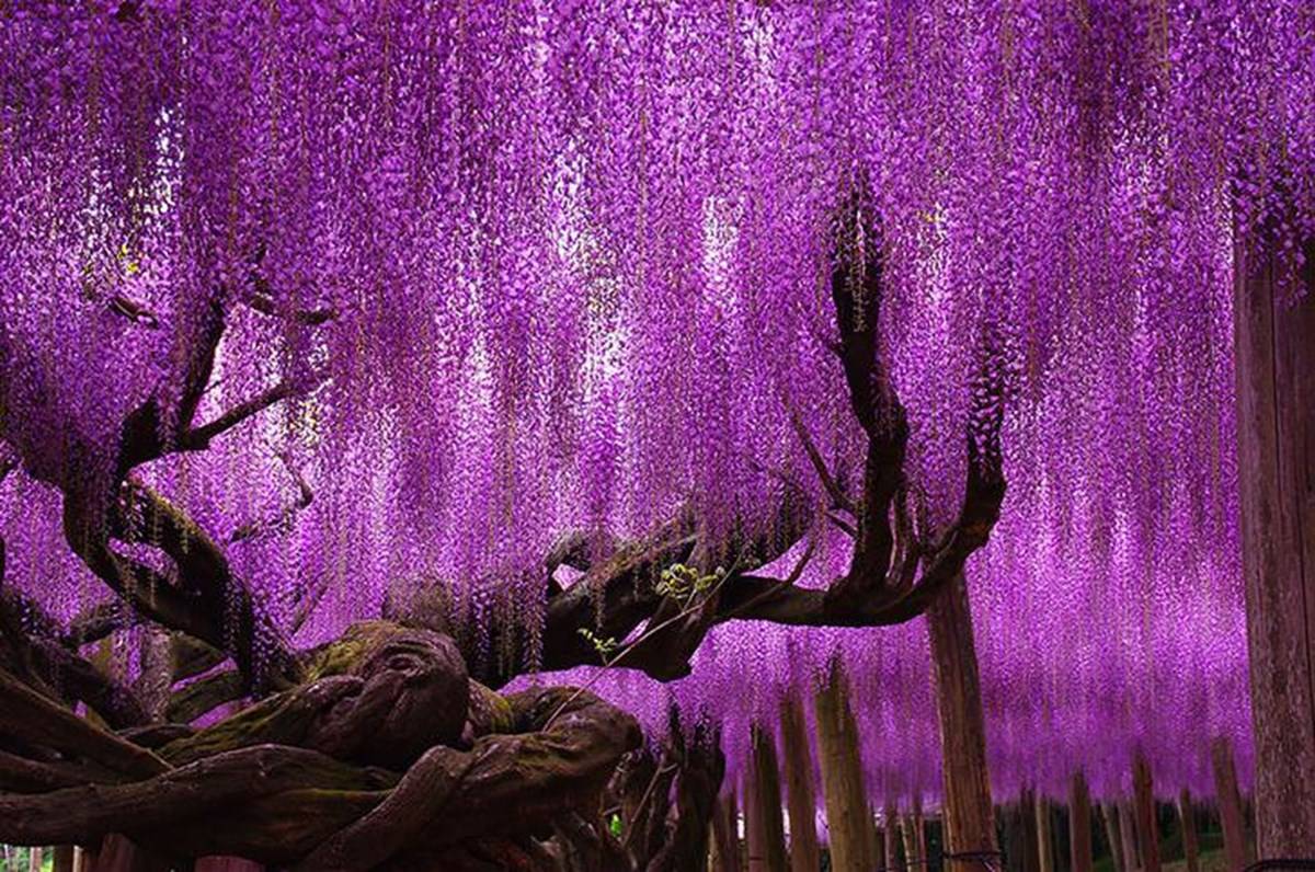 8 Most Beautiful Trees in the World (With Pictures)